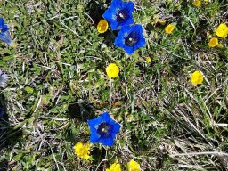 gentiana acaulis -2a - 21/05/2020 -Vallon Combeau, Vercors (Drôme)